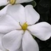 Snow Girl Hardy Dwarf Gardenia - 3 Gallon Pot -Exquisite Plants gardenia jasminoides snow girl 4