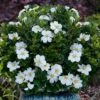 Snow Globe Gardenia - 1 Gallon Pot -Exquisite Plants gardenia jasminoides snow globe 1 1