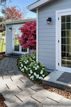 Snow Globe Gardenia - 1 Gallon Pot -Exquisite Plants gardenia jasminoides snow globe 3 1