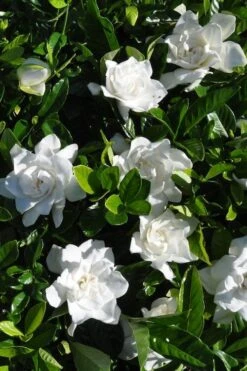 Snow Puff Hardy Gardenia - 3 Gallon Pot -Exquisite Plants gardenia jasminoides snow puff 2 1