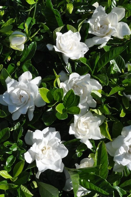 Snow Puff Hardy Gardenia - 7 Gallon Pot 6 Snow Puff Hardy Gardenia - 7 Gallon Pot - Image 4