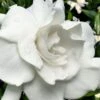 Snow Puff Hardy Gardenia - 7 Gallon Pot -Exquisite Plants gardenia jasminoides snow puff 4