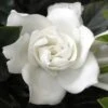 Summer Snow Gardenia - 3 Gallon Pot 2 Summer Snow Gardenia - 3 Gallon Pot -Exquisite Plants gardenia jasminoides summer snow 12
