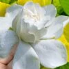 Gold Doubloon Gardenia - 3 Gallon Pot -Exquisite Plants gardenia ogon no hana gold doubloon 10