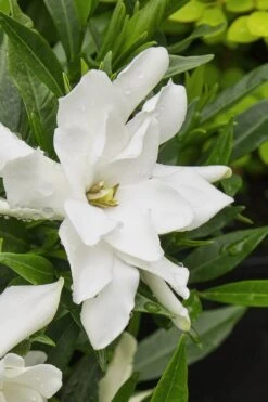 Radicans Creeping Dwarf Gardenia - 1 Gallon Pot -Exquisite Plants gardenia radicans 22 1