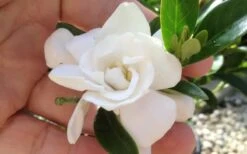 Jubilation Gardenia - 3 Gallon Pot -Exquisite Plants gardeniajubilation 3