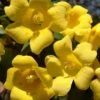 Margarita Cold Hardy Carolina Jasmine Vine (Gelsemium) - 1 Gallon Pot 2 Margarita Cold Hardy Carolina Jasmine Vine (Gelsemium) - 1 Gallon Pot -Exquisite Plants gelsemium sempervirens margarita cold hardy carolina jasmine vine 102