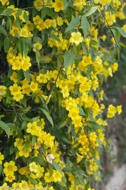Margarita Cold Hardy Carolina Jasmine Vine (Gelsemium) - 1 Gallon Pot 16 Margarita Cold Hardy Carolina Jasmine Vine (Gelsemium) - 1 Gallon Pot -Exquisite Plants gelsemium sempervirens margarita cold hardy carolina jasmine vine 103