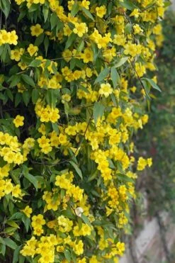 Margarita Cold Hardy Carolina Jasmine Vine (Gelsemium) - 1 Gallon Pot 18 Margarita Cold Hardy Carolina Jasmine Vine (Gelsemium) - 1 Gallon Pot -Exquisite Plants gelsemium sempervirens margarita cold hardy carolina jasmine vine 104