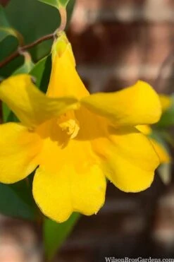 Margarita Cold Hardy Carolina Jasmine Vine (Gelsemium) - 1 Gallon Pot 19 Margarita Cold Hardy Carolina Jasmine Vine (Gelsemium) - 1 Gallon Pot -Exquisite Plants gelsemium sempervirens margarita cold hardy carolina jasmine vine 106
