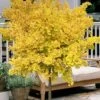 Mariken Dwarf Ginkgo Single Trunk Topiary Tree - 2 Gallon Pot -Exquisite Plants ginkgo biloba mariken single trunk topiary tree 2