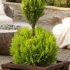 Goldcrest Monterey Lemon Cypress - 2-Ball Poodle Tier Topiary - 2 Gallon Pot -Exquisite Plants goldcrest monterey lemon cypress two ball poodle tier topiary 1