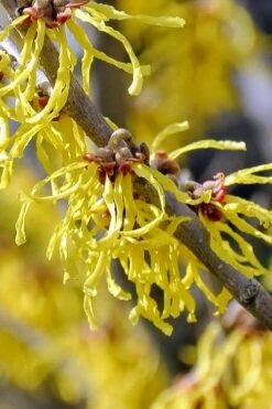 Little Prospect Golden American Witch Hazel (Hamamelis Virginiana) - 5 Gallon Pot 15 Little Prospect Golden American Witch Hazel (Hamamelis Virginiana) - 5 Gallon Pot -Exquisite Plants hamamelis virginiana little prospect golden variegated witch hazel 11