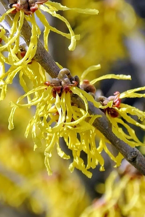 Little Prospect Golden American Witch Hazel (Hamamelis Virginiana) - 5 Gallon Pot 6 Little Prospect Golden American Witch Hazel (Hamamelis Virginiana) - 5 Gallon Pot - Image 4