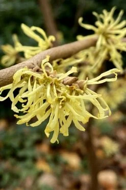Little Prospect Golden American Witch Hazel (Hamamelis Virginiana) - 5 Gallon Pot 16 Little Prospect Golden American Witch Hazel (Hamamelis Virginiana) - 5 Gallon Pot -Exquisite Plants hamamelis virginiana little prospect golden variegated witch hazel 12