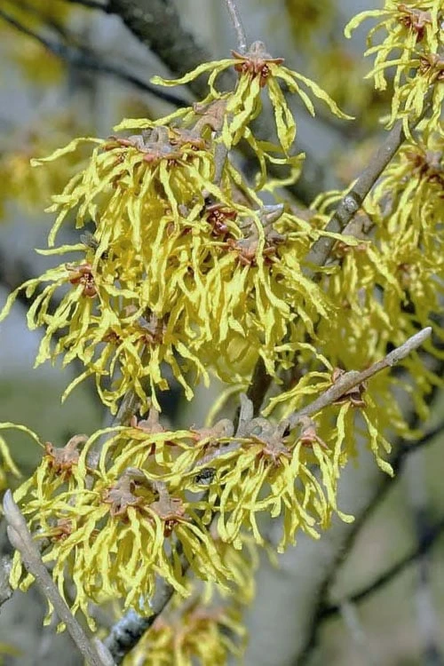 Little Prospect Golden American Witch Hazel (Hamamelis Virginiana) - 5 Gallon Pot 10 Little Prospect Golden American Witch Hazel (Hamamelis Virginiana) - 5 Gallon Pot - Image 8
