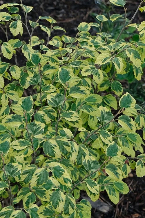 Little Prospect Golden American Witch Hazel (Hamamelis Virginiana) - 5 Gallon Pot 3 Little Prospect Golden American Witch Hazel (Hamamelis Virginiana) - 5 Gallon Pot