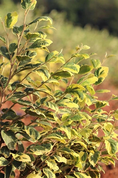 Little Prospect Golden American Witch Hazel (Hamamelis Virginiana) - 5 Gallon Pot 12 Little Prospect Golden American Witch Hazel (Hamamelis Virginiana) - 5 Gallon Pot - Image 10