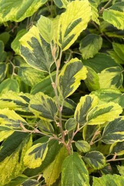 Little Prospect Golden American Witch Hazel (Hamamelis Virginiana) - 5 Gallon Pot 20 Little Prospect Golden American Witch Hazel (Hamamelis Virginiana) - 5 Gallon Pot -Exquisite Plants hamamelis virginiana little prospect golden variegated witch hazel 9