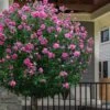 Lucy Rose Of Sharon (Single Trunk Tree) - 7 Gallon Pot (3-4') -Exquisite Plants hibiscus syriacus lucy rose of sharon tree 2 1