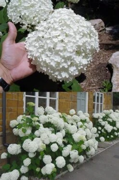 Annabelle Hydrangea - 3 Gallon Pot -Exquisite Plants hydrangea annabelle 2 500x750 1