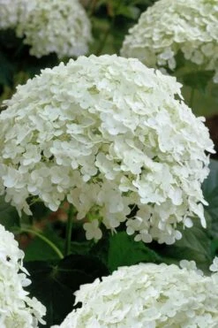 Annabelle Hydrangea - 3 Gallon Pot -Exquisite Plants hydrangea arborescens annabelle 10