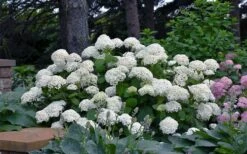 Annabelle Hydrangea - 3 Gallon Pot -Exquisite Plants hydrangea arborescens annabelle 11