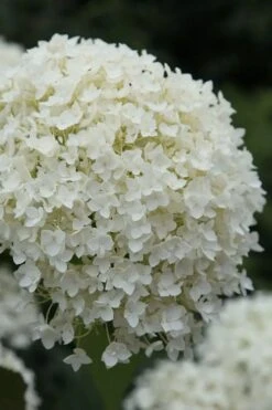 Annabelle Hydrangea - 3 Gallon Pot -Exquisite Plants hydrangea arborescens annabelle 12