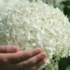 Incrediball Smooth Hydrangea - 3 Gallon Pot 2 Incrediball Smooth Hydrangea - 3 Gallon Pot -Exquisite Plants hydrangea arborescens annabelle 21