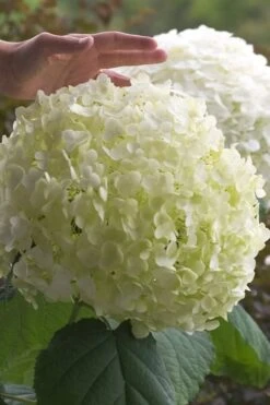 Incrediball Smooth Hydrangea - 3 Gallon Pot -Exquisite Plants hydrangea arborescens incrediball 10
