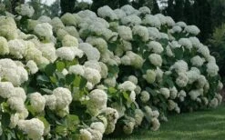 Incrediball Smooth Hydrangea - 3 Gallon Pot -Exquisite Plants hydrangea arborescens incrediball 12