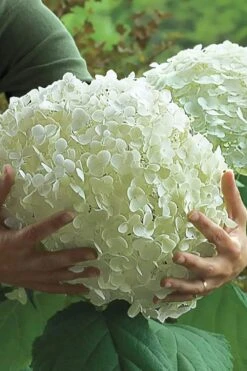 Incrediball Smooth Hydrangea - 3 Gallon Pot -Exquisite Plants hydrangea arborescens incrediball 14