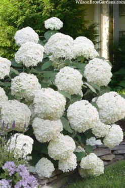 Incrediball Smooth Hydrangea - 3 Gallon Pot -Exquisite Plants hydrangea arborescens incrediball 16