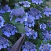 Bluebird Hydrangea - 1 Gallon Pot -Exquisite Plants hydrangea bluebird 21