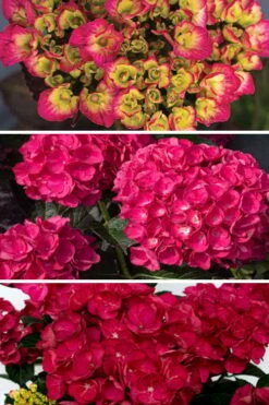 Akadama Hydrangea - 3 Gallon Pot -Exquisite Plants hydrangea macrophylla akadama 3