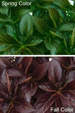 Akadama Hydrangea - 3 Gallon Pot -Exquisite Plants hydrangea macrophylla akadama 4