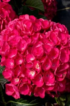 Akadama Hydrangea - 3 Gallon Pot -Exquisite Plants hydrangea macrophylla akadama 6