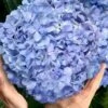 Big Daddy Hydrangea - 1 Gallon Pot 2 Big Daddy Hydrangea - 1 Gallon Pot -Exquisite Plants hydrangea macrophylla big daddy 101 1