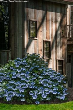 Blue Wave Lacecap Hydrangea - 3 Gallon Pot -Exquisite Plants hydrangea macrophylla blue wave 22