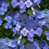 Blue Wave Lacecap Hydrangea - 3 Gallon Pot -Exquisite Plants hydrangea macrophylla blue wave 23