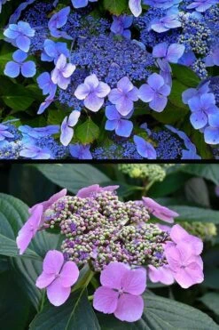 Blue Wave Lacecap Hydrangea - 3 Gallon Pot -Exquisite Plants hydrangea macrophylla blue wave 24