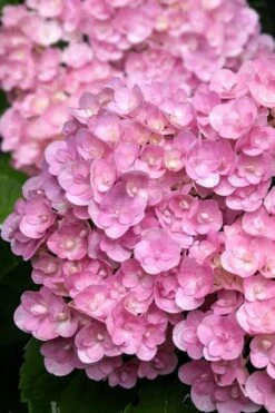 Love Hydrangea - 3 Gallon Pot 10 Love Hydrangea - 3 Gallon Pot -Exquisite Plants hydrangea macrophylla love 5