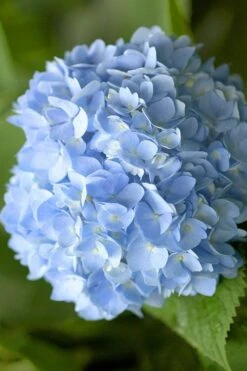 Penny Mac Hydrangea - 1 Gallon Pot 10 Penny Mac Hydrangea - 1 Gallon Pot -Exquisite Plants hydrangea macrophylla penny mac 21 1