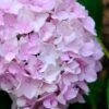 Penny Mac Hydrangea - 2 Gallon Pot 1 Penny Mac Hydrangea - 2 Gallon Pot -Exquisite Plants hydrangea macrophylla penny mac 22 2