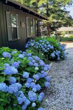 Penny Mac Hydrangea - 1 Gallon Pot 11 Penny Mac Hydrangea - 1 Gallon Pot -Exquisite Plants hydrangea macrophylla penny mac 23 1