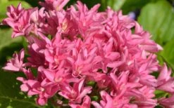 Princess Diana Hydrangea - 3 Gallon Pot 17 Princess Diana Hydrangea - 3 Gallon Pot -Exquisite Plants hydrangea macrophylla princess diana 1