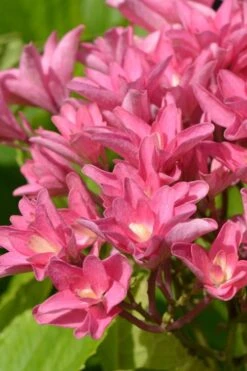 Princess Diana Hydrangea - 3 Gallon Pot 18 Princess Diana Hydrangea - 3 Gallon Pot -Exquisite Plants hydrangea macrophylla princess diana 3