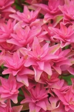 Princess Diana Hydrangea - 3 Gallon Pot 19 Princess Diana Hydrangea - 3 Gallon Pot -Exquisite Plants hydrangea macrophylla princess diana 6