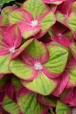 Tilt-A-Swirl Hydrangea - 3 Gallon Pot - SALE 17 Tilt-A-Swirl Hydrangea - 3 Gallon Pot - SALE -Exquisite Plants hydrangea macrophylla tilt a swirl 4