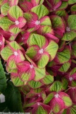 Tilt-A-Swirl Hydrangea - 3 Gallon Pot - SALE 13 Tilt-A-Swirl Hydrangea - 3 Gallon Pot - SALE -Exquisite Plants hydrangea macrophylla tilt a swirl 5